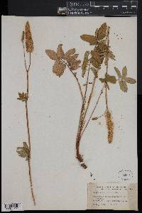 Sanguisorba canadensis image