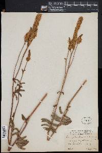 Sanguisorba canadensis image