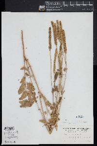 Sanguisorba canadensis image