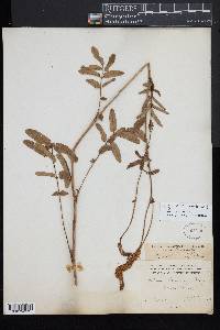 Sanguisorba canadensis image