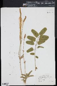 Sanguisorba canadensis image