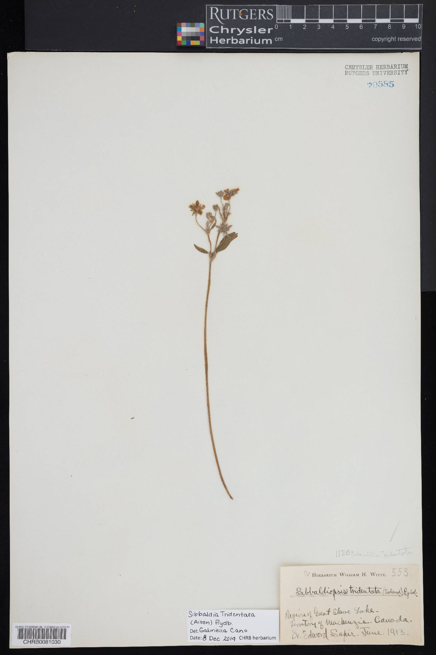 Sibbaldia tridentata image
