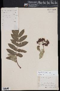 Sorbus americana image