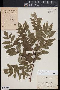 Sorbus americana image