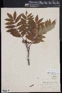 Sorbus americana image