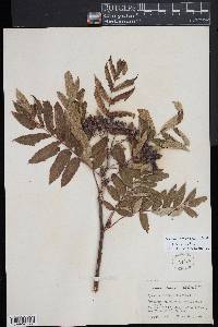 Sorbus americana image