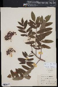 Sorbus americana image