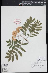 Sorbus aucuparia image