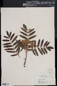 Sorbus aucuparia image