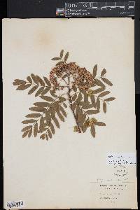 Sorbus aucuparia image