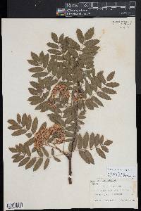 Sorbus aucuparia image