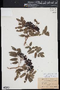 Sorbus californica image