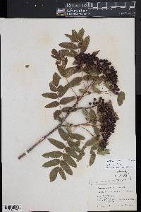 Sorbus californica image