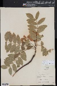 Sorbus decora image