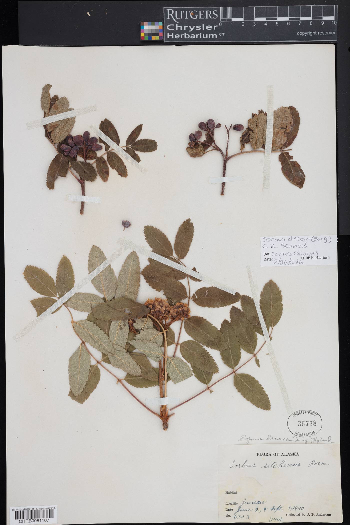 Sorbus decora image