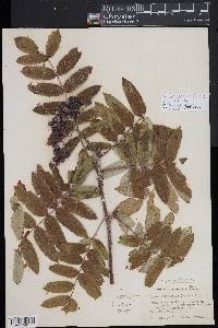 Sorbus decora image