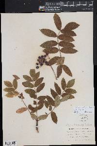 Sorbus decora image