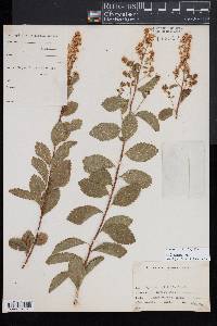 Spiraea alba image