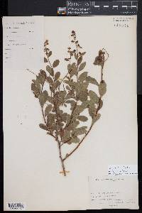 Spiraea alba image