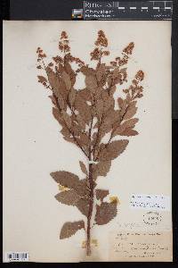 Spiraea alba image