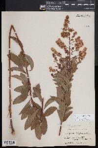 Spiraea alba image