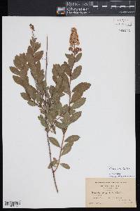 Spiraea alba image