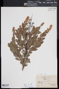 Spiraea alba image