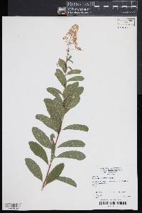 Spiraea alba image