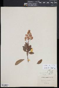 Spiraea alba image