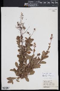 Spiraea alba image