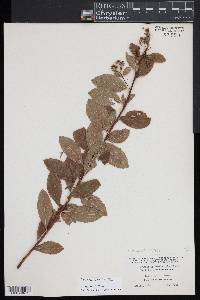 Spiraea alba image