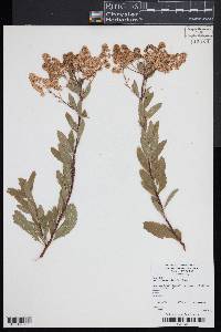 Spiraea alba image