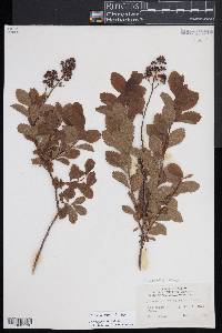 Spiraea alba image