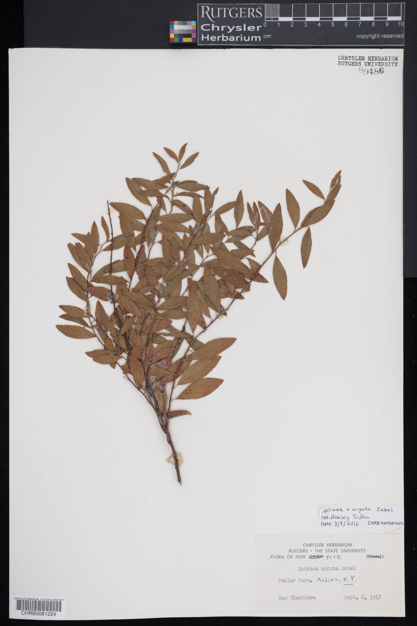 Spiraea x arguta image