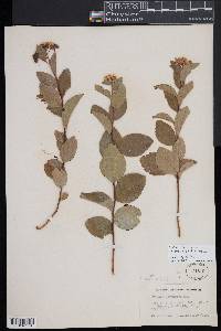 Spiraea betulifolia image