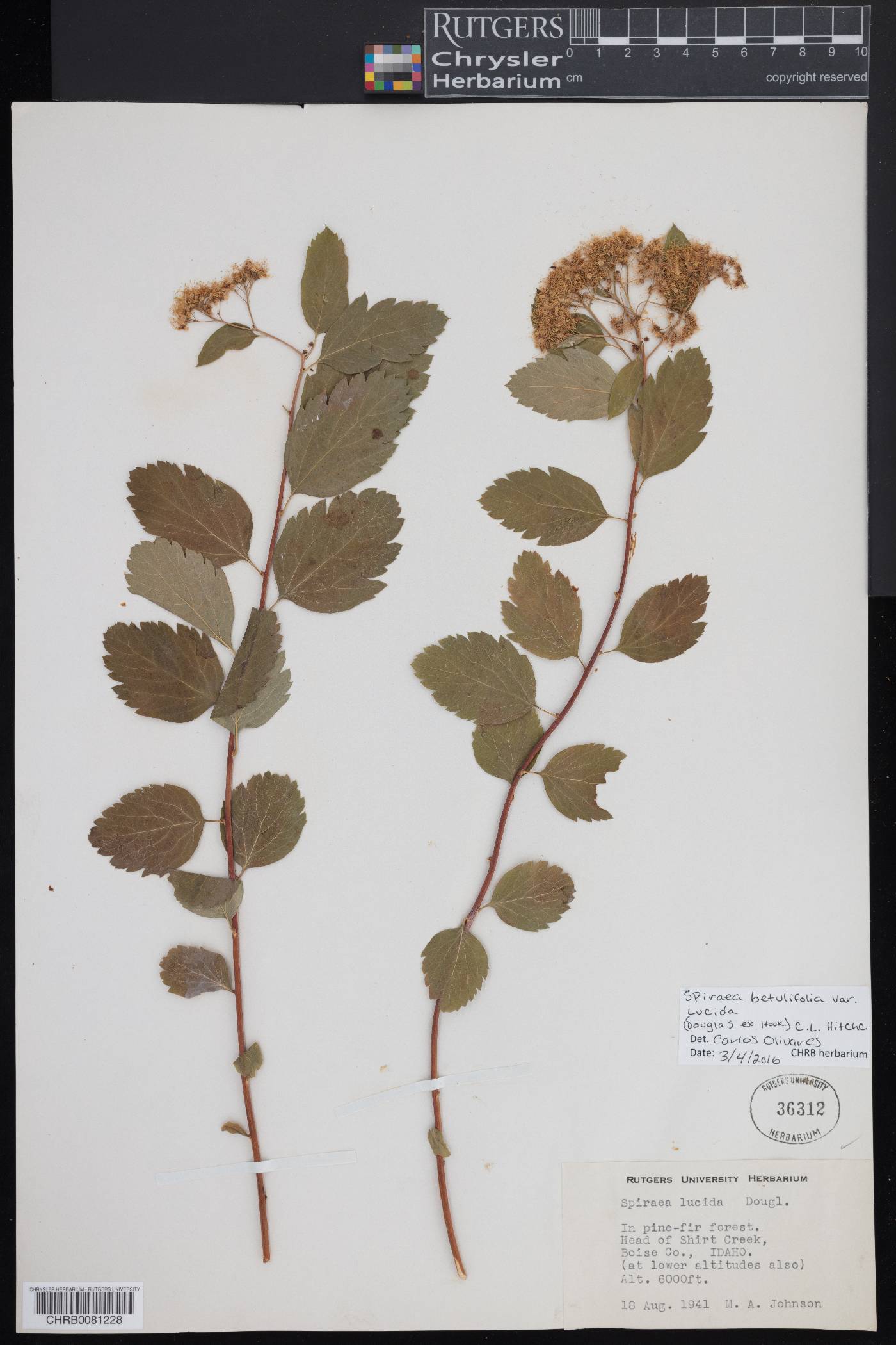 Spiraea betulifolia image