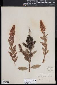 Spiraea x billardii image