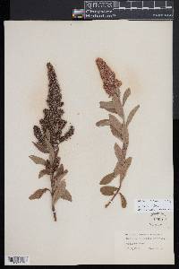 Spiraea x billardii image