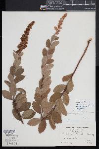 Spiraea x billardii image