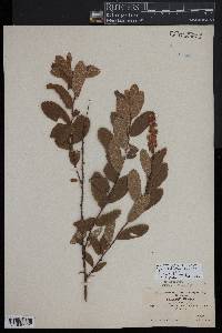Spiraea douglasii subsp. menziesii image