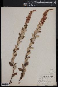 Spiraea tomentosa image