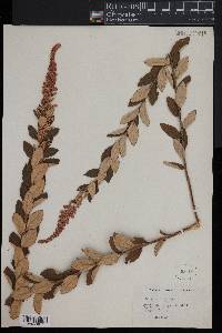 Spiraea tomentosa image