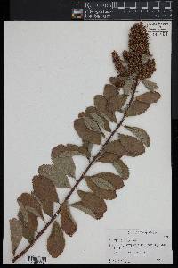 Spiraea tomentosa image