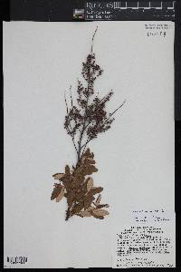 Spiraea tomentosa image