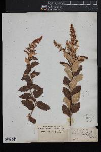 Spiraea tomentosa image