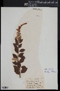 Spiraea tomentosa image