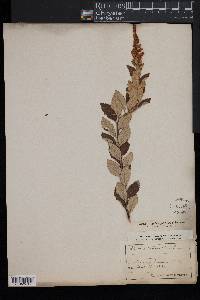 Spiraea tomentosa image