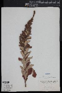 Spiraea tomentosa image