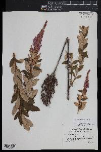 Spiraea tomentosa image