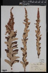 Spiraea tomentosa image